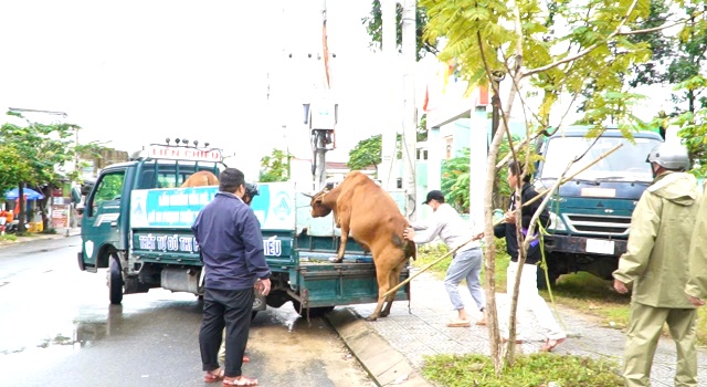 Đà Nẵng: Phường Liên Chiểu ra quân cao điểm xử lý vấn nạn trâu, bò, động vật nuôi thả rong