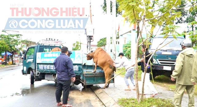 Lực lượng chức năng Phường Liên Chiểu, TP. Đà Nẵng ra quân cao điểm xử lý vấn nạn trâu, bò, động. vật nuôi thả rong .