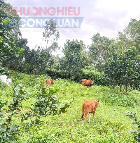 Bò sau khi bắt được đưa về khu vực núi Thanh Vinh, trên địa bàn phường nhờ người dân tạm chăm sóc. nuôi giữ