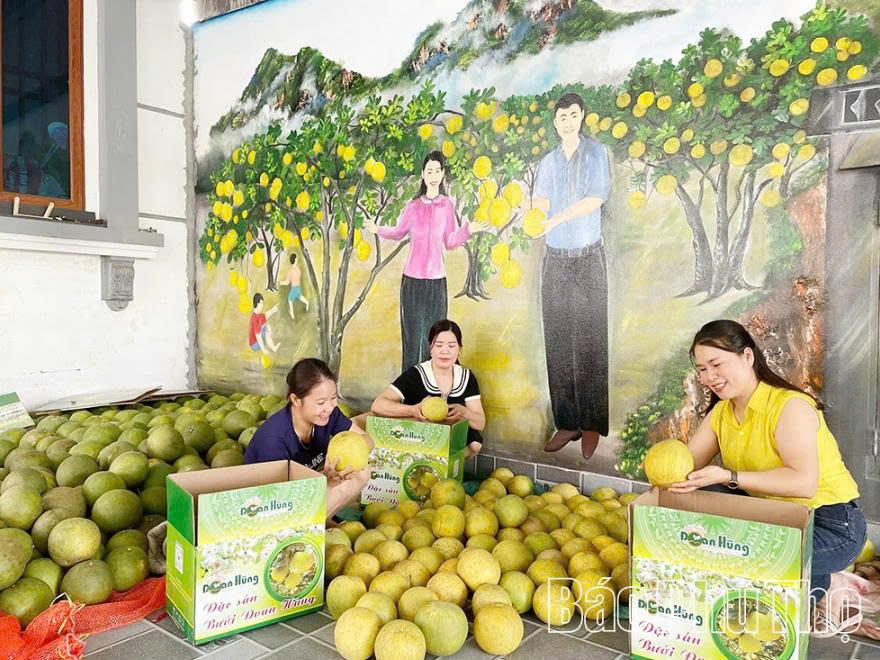 Bưởi Đoan Hùng là sản phẩm chủ lực được khách hàng tin dùng.