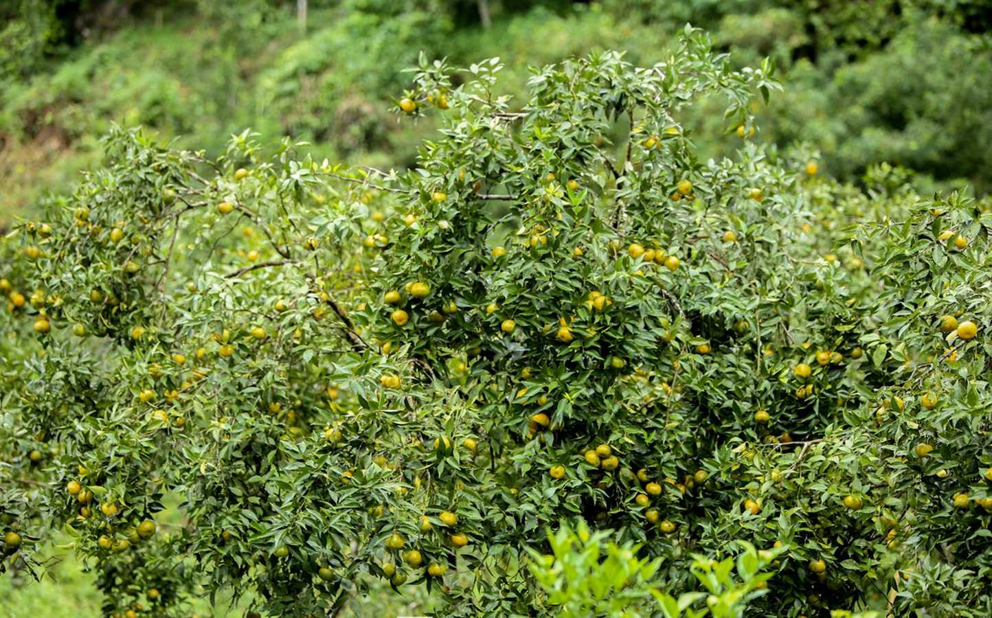 Cam, quýt Pù Luông - "cây thoát nghèo" của người vùng cao Thanh Hóa