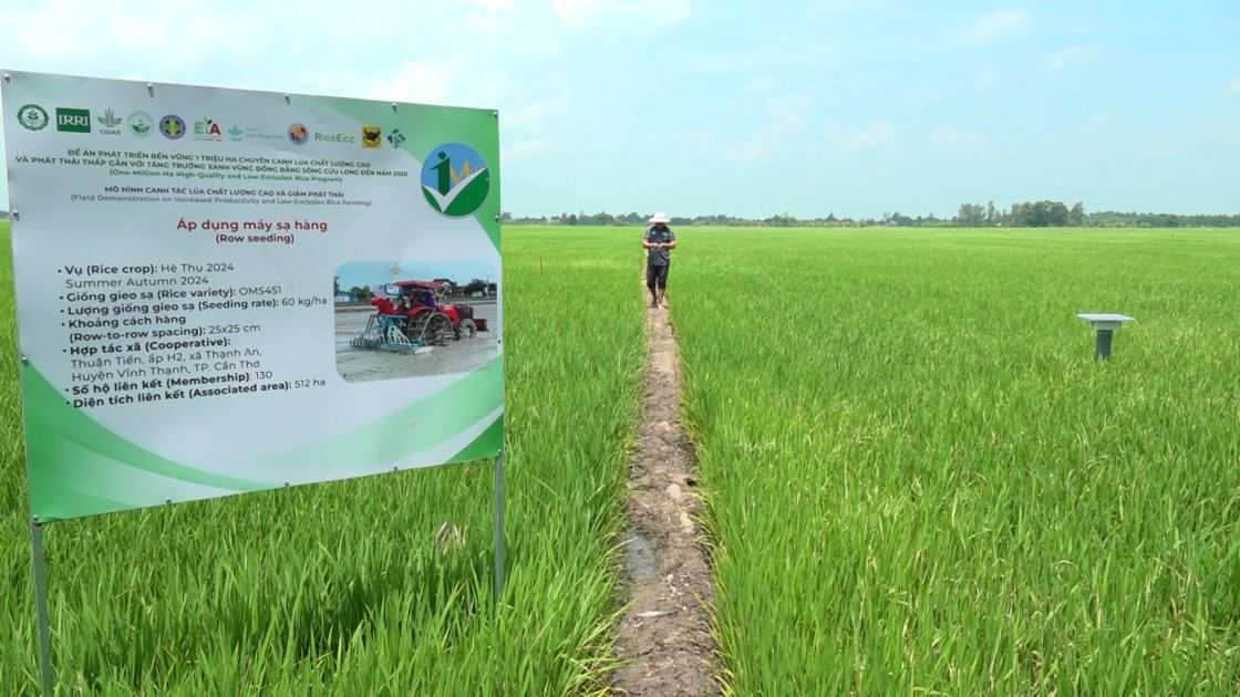Cần Thơ đẩy mạnh mô hình lúa chất lượng cao, phát thải thấp, hướng tới nền nông nghiệp xanh