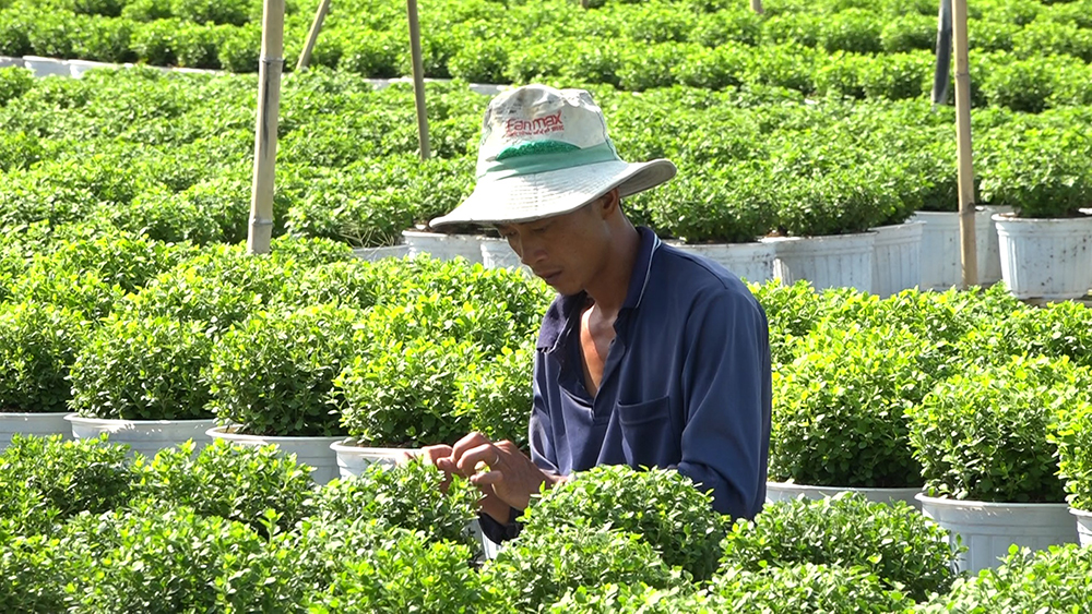 Bà con nông dân chăm sóc để hoa cúc mâm xôi nhiều màu trổ hoa phục vụ Festival Hoa - Kiểng. Ảnh: Ngọc Duy