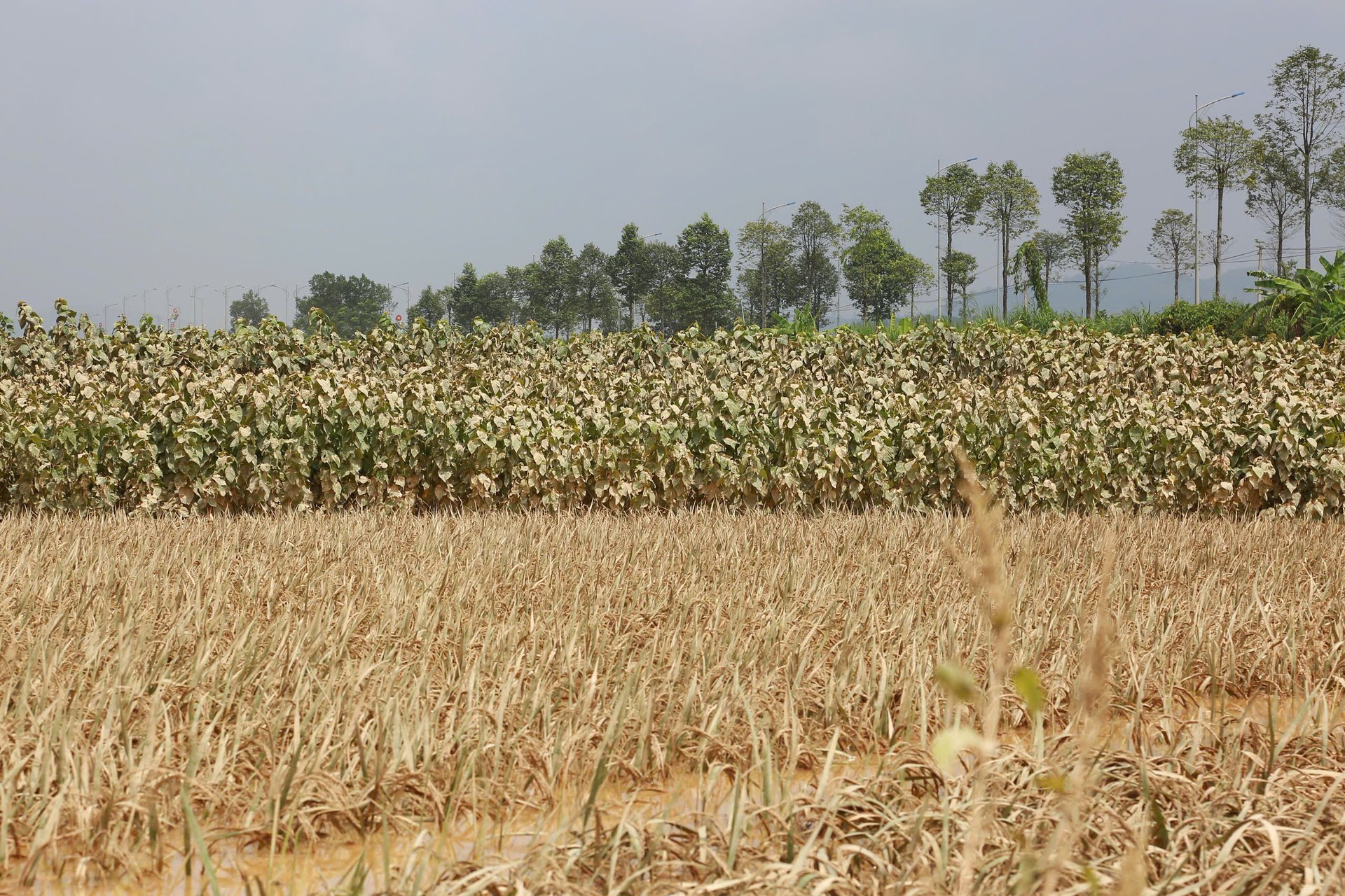 Chuyển đổi cây trồng phù hợp, ưu tiên các loại cây ngắn ngày, rau màu để bù đắp sản lượng cho các cây trồng bị thiệt hại như lúa, ngô sau mưa lũ. Chuyển đổi cây trồng phù hợp, ưu tiên các loại cây ngắn ngày, rau màu để bù đắp sản lượng cho các cây trồng bị thiệt hại như lúa, ngô sau mưa lũ.
