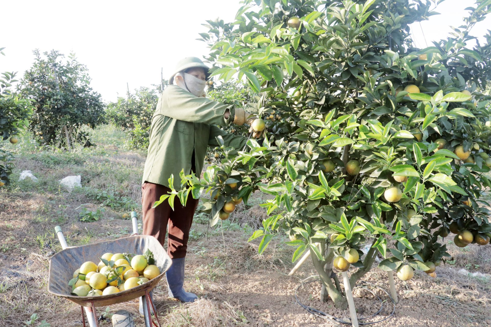 Nhiều hộ gia đình làm giàu từ trồng cam