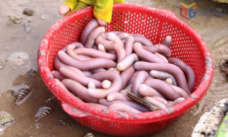 Chủ động nguồn giống sá sùng tại Quảng Ninh