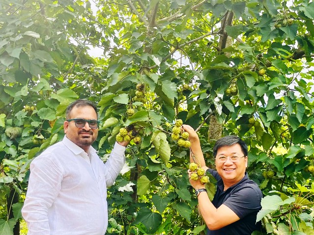 Mô hình kinh tế xanh từ cây trẩu mở hướng thoát nghèo bền vững ở vùng cao Quảng Trị