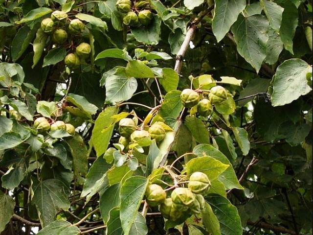 C&acirc;y trẩu vươn m&igrave;nh th&agrave;nh m&ocirc; h&igrave;nh kinh tế xanh ở v&ugrave;ng cao Quảng Trị,