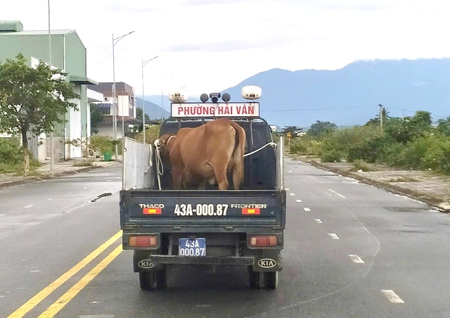 Đà Nẵng: Phường Hải Vân ra quân dẹp bỏ vấn nạn trâu, bò thả rong còn tồn tại