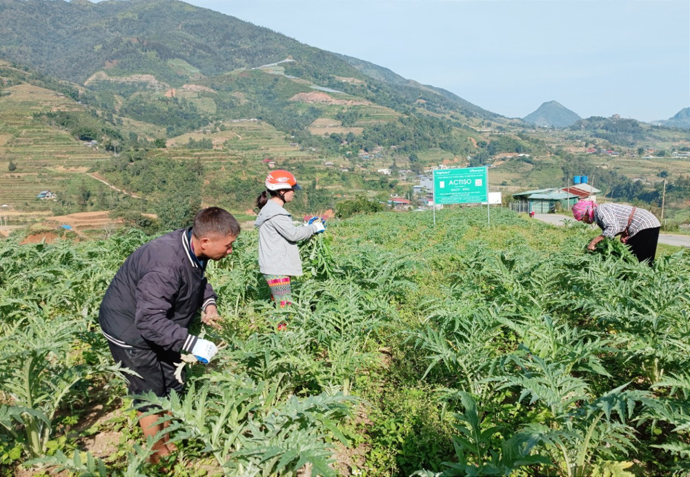 Toàn tỉnh hiện có 157 ha dược liệu đạt các nguyên tắc, tiêu chuẩn GACP-WHO.