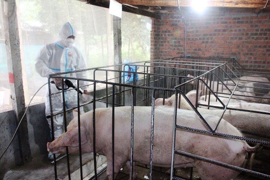 Cà Mau khẩn cấp dập ổ dịch tả lợn châu Phi mới