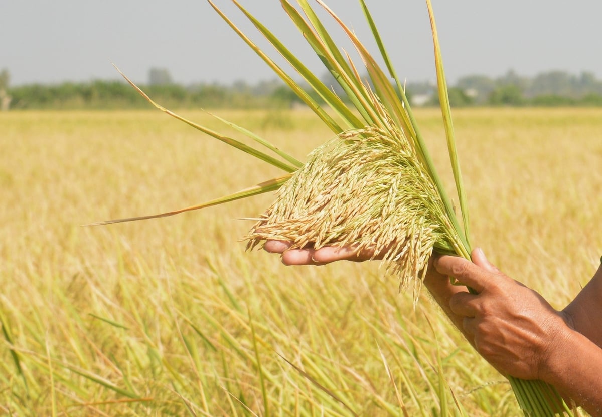 Gi&aacute; l&uacute;a gạo h&ocirc;m nay 24/11: Thị trường đi ngang. (Ảnh minh họa)