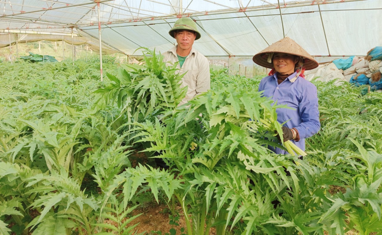 Nông dân Sa Pa thu hoạch lá cây actiso.