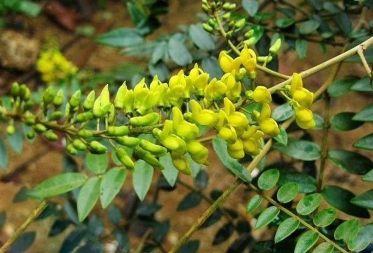 Thảo dược Sơn đậu căn giúp hỗ trợ giảm u bướu hiệu quả, an toàn