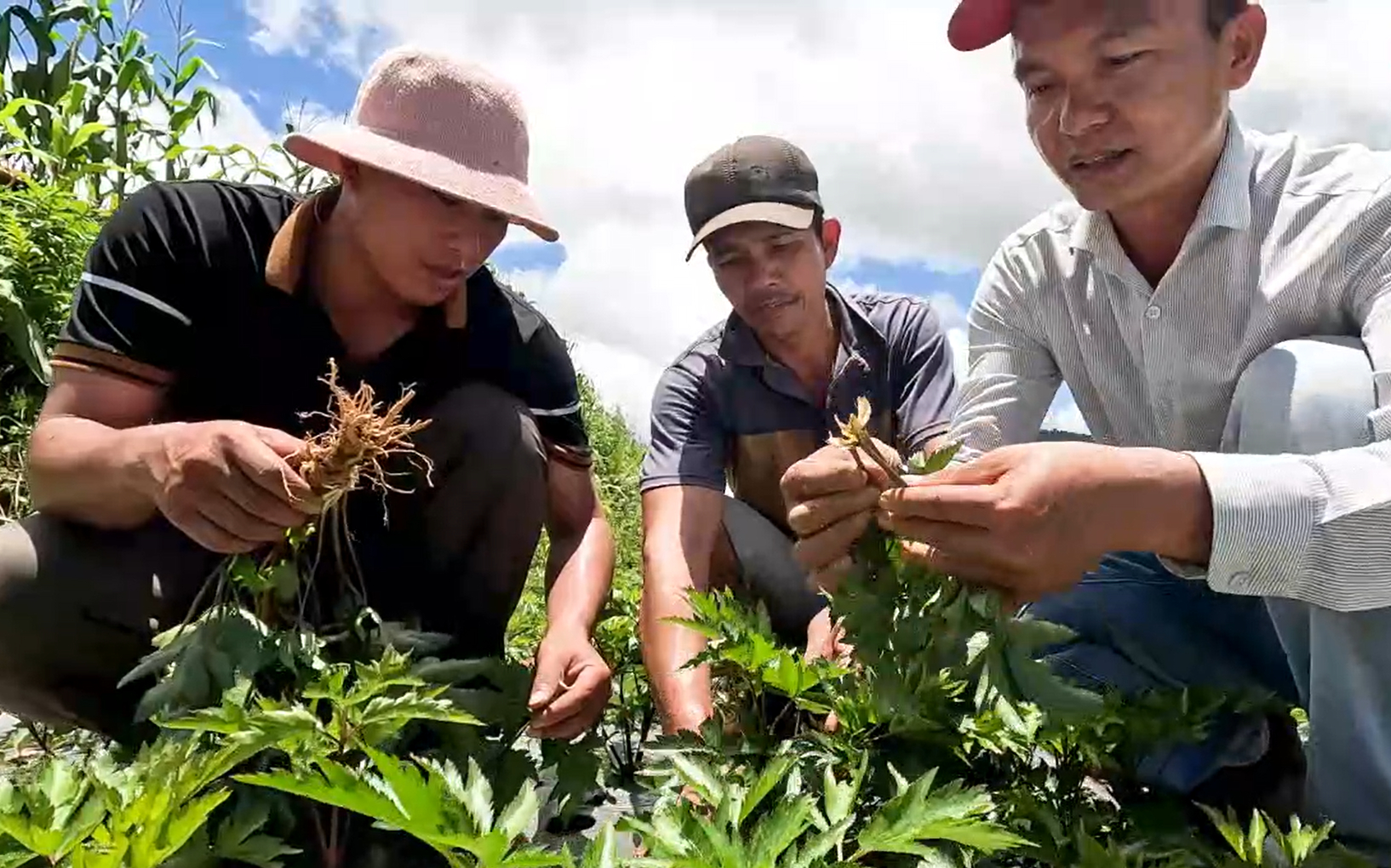 C&acirc;y đương quy đ&atilde; ph&aacute;t triển tốt, th&iacute;ch nghi kh&iacute; hậu miền n&uacute;i tỉnh Quảng Ng&atilde;i