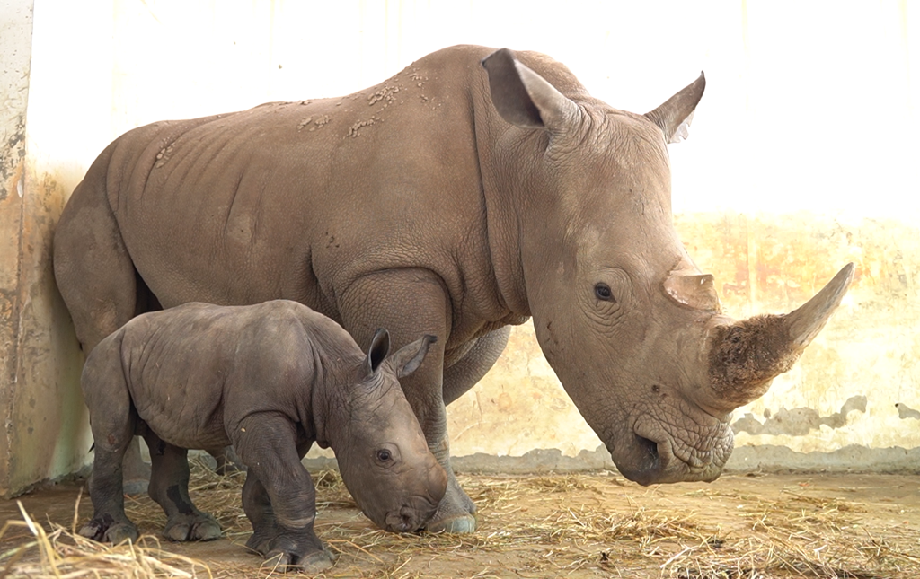 Bảo vệ động vật hoang dã