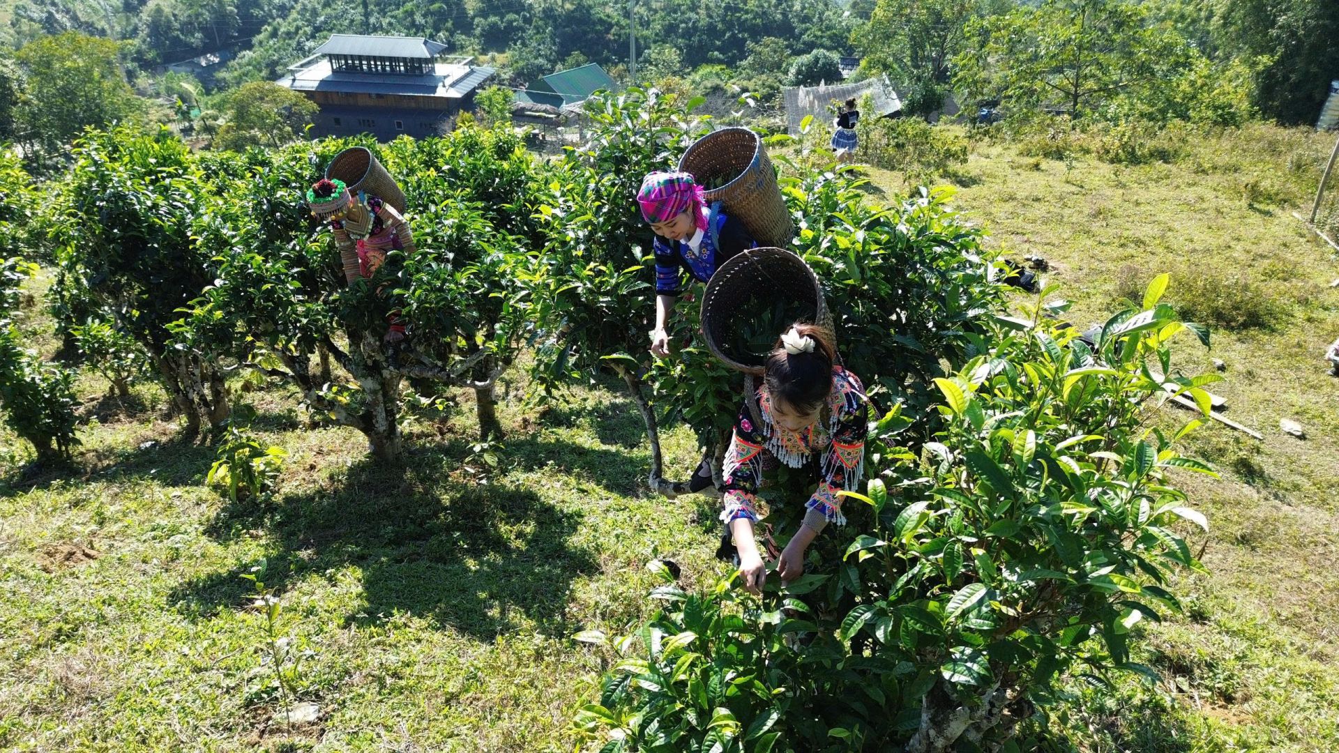 Đồng bào dân tộc thiểu số được tuyên truyền phát triển sản phẩm mũi nhọn của địa phương, giúp người dân ổn định cuộc sống, phát triển sinh kế và góp phần thực hiện mục tiêu giảm nghèo bền vững. Đồng bào dân tộc thiểu số được tuyên truyền phát triển sản phẩm mũi nhọn của địa phương, giúp người dân ổn định cuộc sống, phát triển sinh kế và góp phần thực hiện mục tiêu giảm nghèo bền vững.