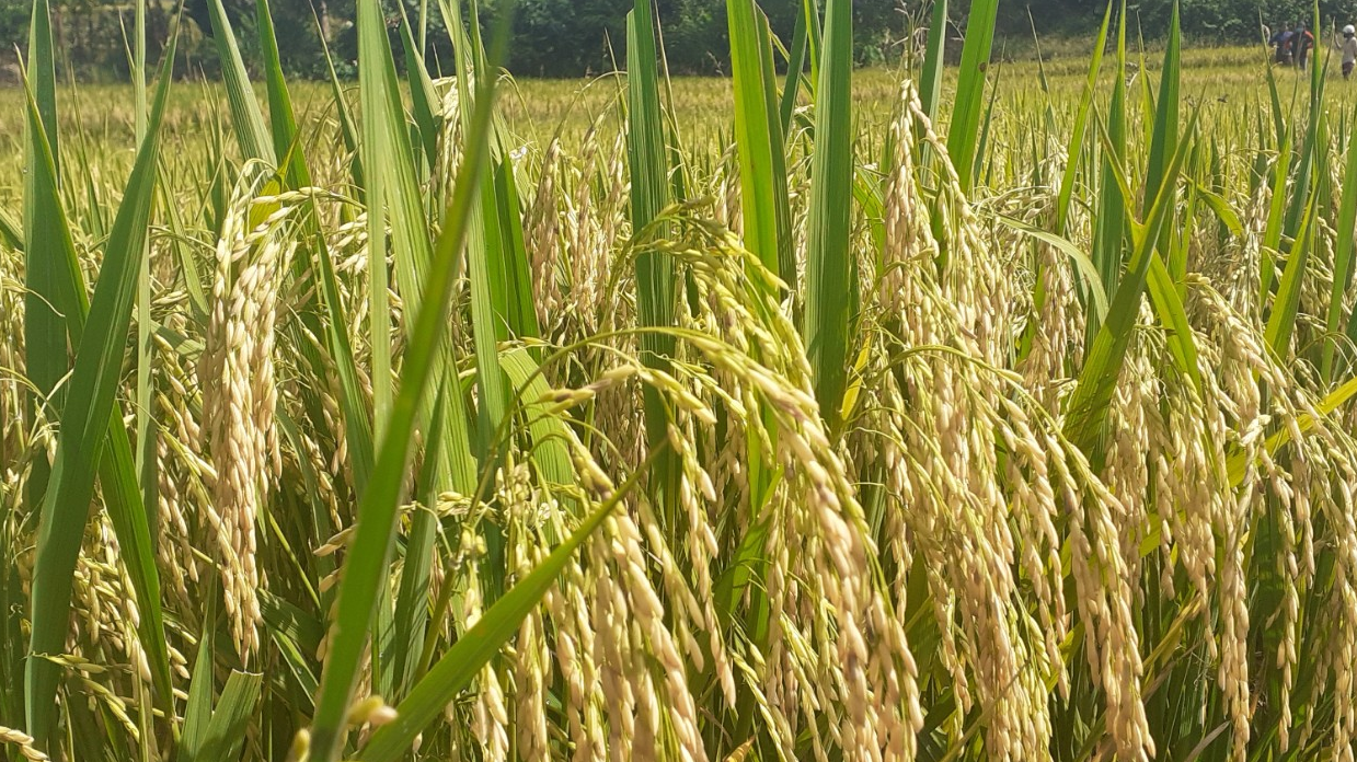 Gi&aacute; l&uacute;a gạo h&ocirc;m nay 25/11: L&uacute;a giữ gi&aacute;, thị trường gạo &iacute;t biến động. (Ảnh minh họa)