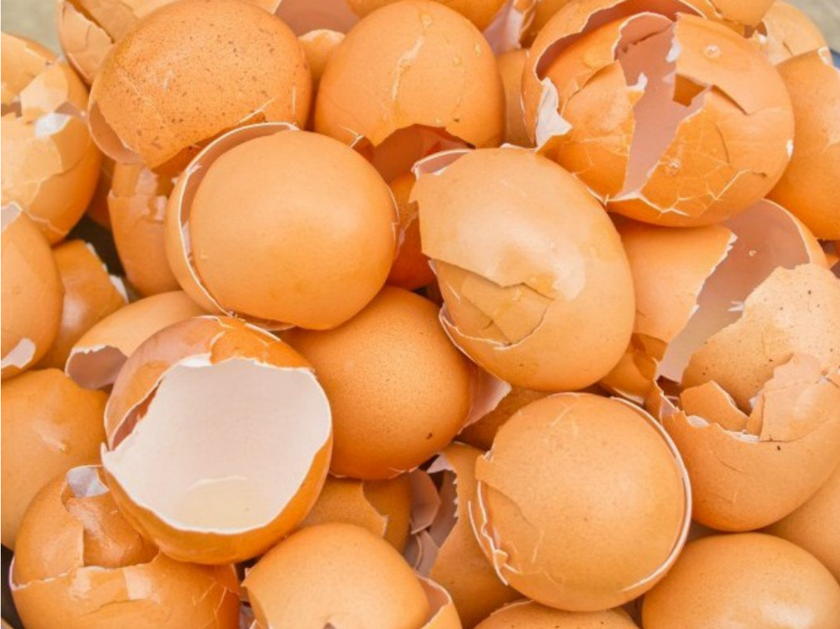 Sản phẩm chứa màng vỏ trứng giúp hỗ trợ giảm thoái hóa khớp gối