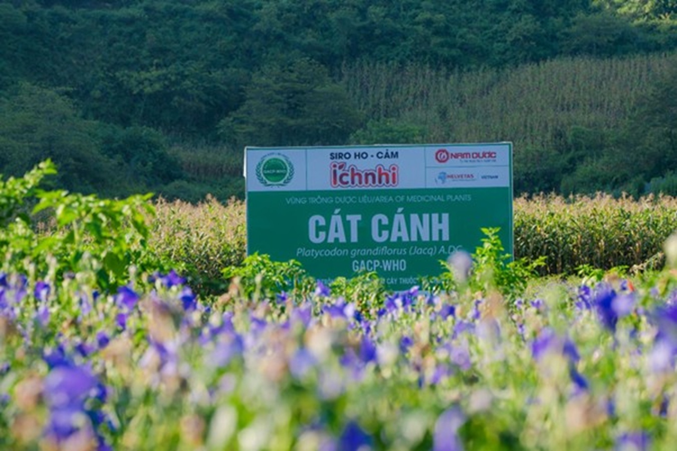 Mùa thu hoạch cát cánh ở Lùng Phình: Chất lượng của sản phẩm Ích Nhi bắt đầu từ vùng trồng đạt chuẩn GACP-WHO