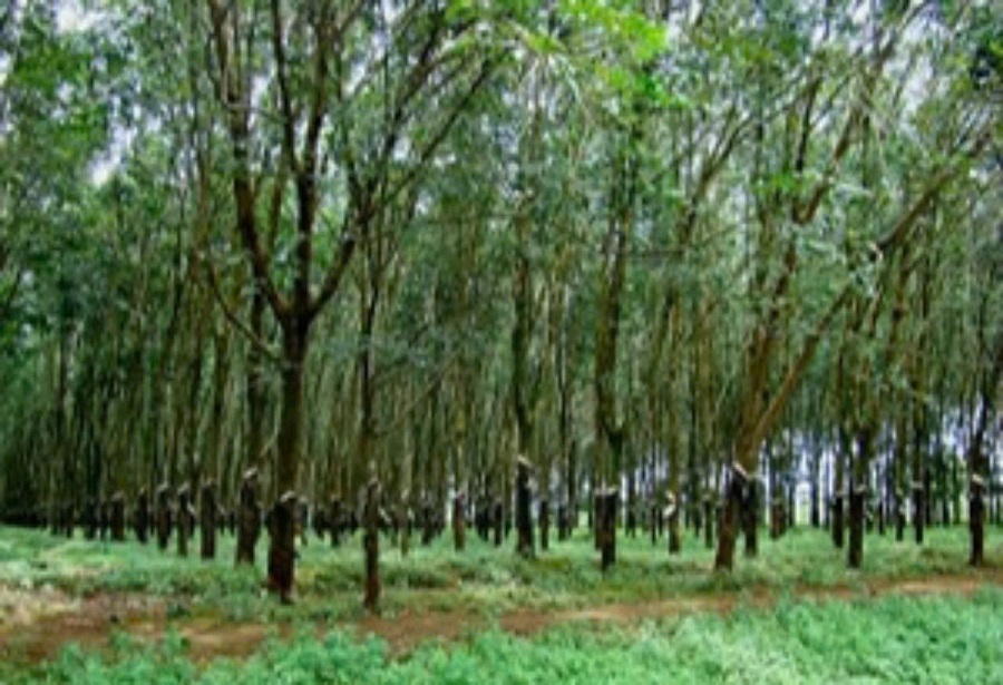 Giá cao su hôm nay 26/11: Biến động trái chiều