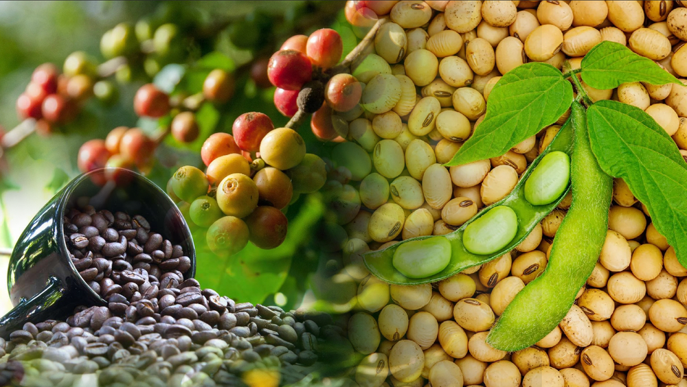 Giằng co trên thị trường: MXV-Index sụt, cà-phê và đậu tương vẫn hút lực mua