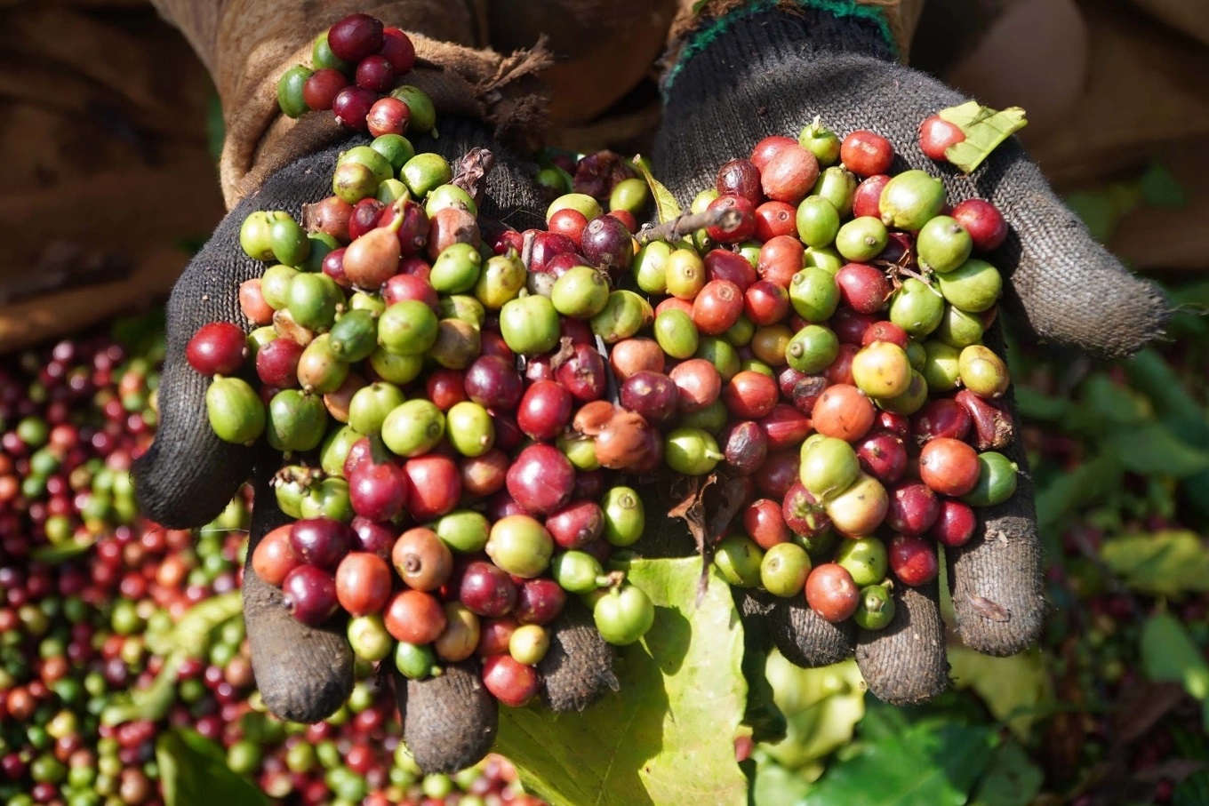 Giá cà phê hôm nay 27/11: Giá tăng mạnh vùng Tây Nguyên do nguồn cung khan hiếm. (Ảnh minh họa)