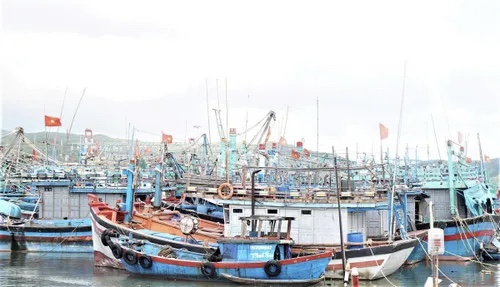 Tàu thuyền neo đậu tại cảng cá Quy Nhơn, tỉnh Gia Lai trú tránh bão số 15. Ảnh: Tấn Thành.