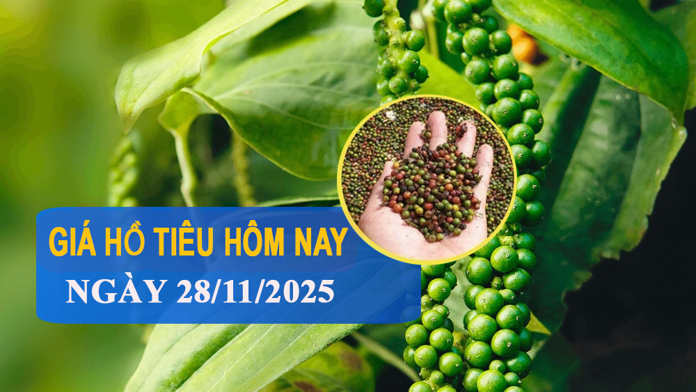 Giá tiêu hôm nay 28/11: Trong nước đi ngang, thế giới biến động nhẹ