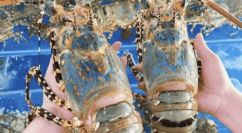 Xuất khẩu tôm hùm Việt Nam đạt kỷ lục 712 triệu USD trong 10 tháng