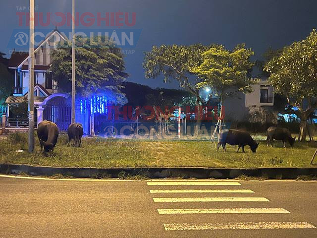 Đàn trâu về đêm.