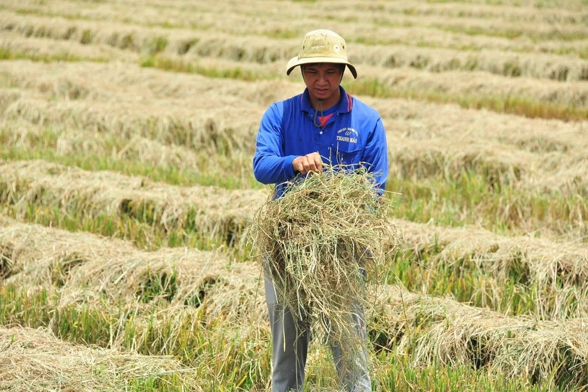 Giảm phát thải từ đồng ruộng: Bước đi chiến lược cho nông nghiệp xanh