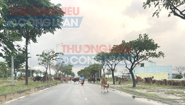 Đường Nguyễn Tất Thành (nối dài)