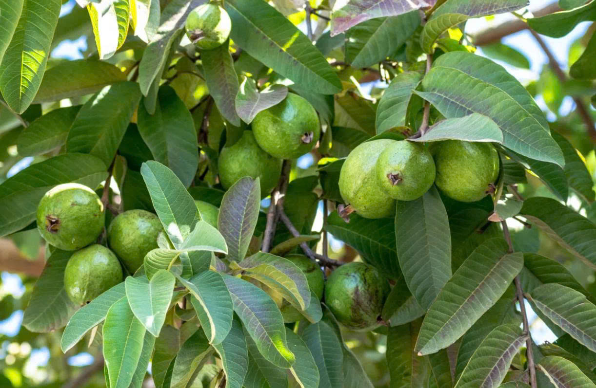 Công dụng tuyệt vời của loại lá quý, nhưng nhiều người vẫn bỏ phí