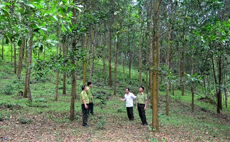 Rừng gỗ lớn trồng tại xã Xuân Thái, tỉnh Thanh Hóa Rừng gỗ lớn trồng tại xã Xuân Thái, tỉnh Thanh Hóa
