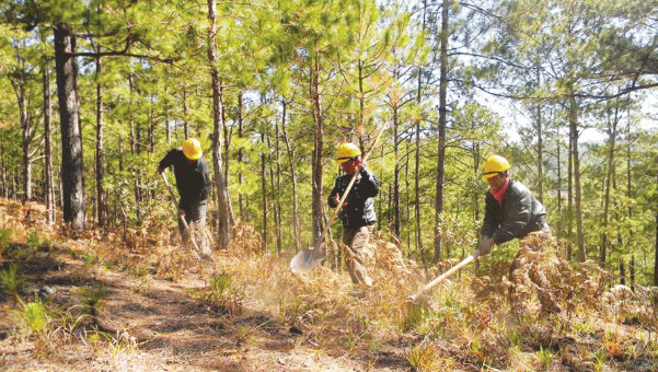 Tây Ninh chủ động ứng phó nguy cơ cháy rừng trong mùa khô