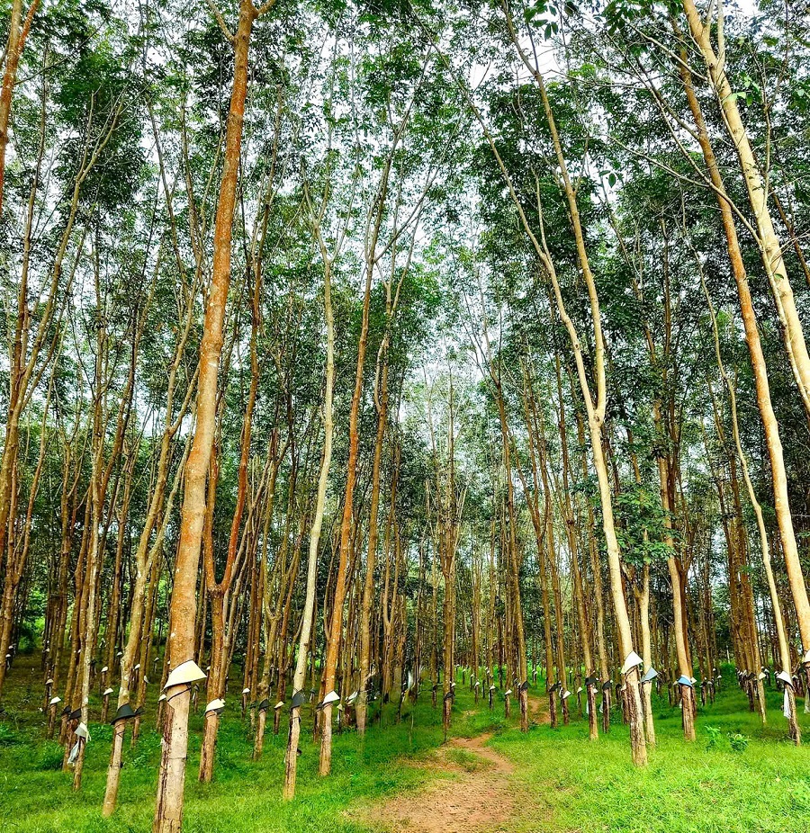 Giá cao su hôm nay 30/11: Kết thúc tuần giao dịch nhiều khởi sắc