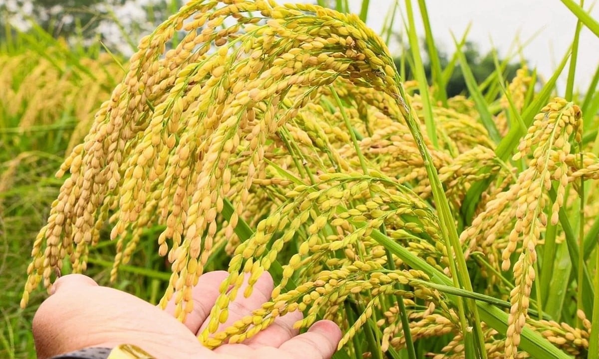 Giá lúa gạo hôm nay 30/11: Lúa tươi xu hướng tăng. (Ảnh minh họa) Giá lúa gạo hôm nay 30/11: Lúa tươi xu hướng tăng. (Ảnh minh họa)