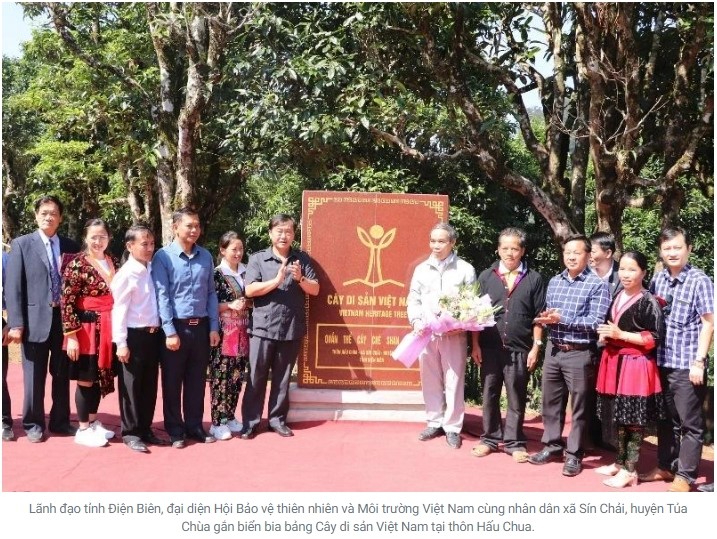 Gắn biến cây di sản Việt Nam cho cây chè Shan tuyết Tủa Chùa Gắn biến cây di sản Việt Nam cho cây chè Shan tuyết Tủa Chùa