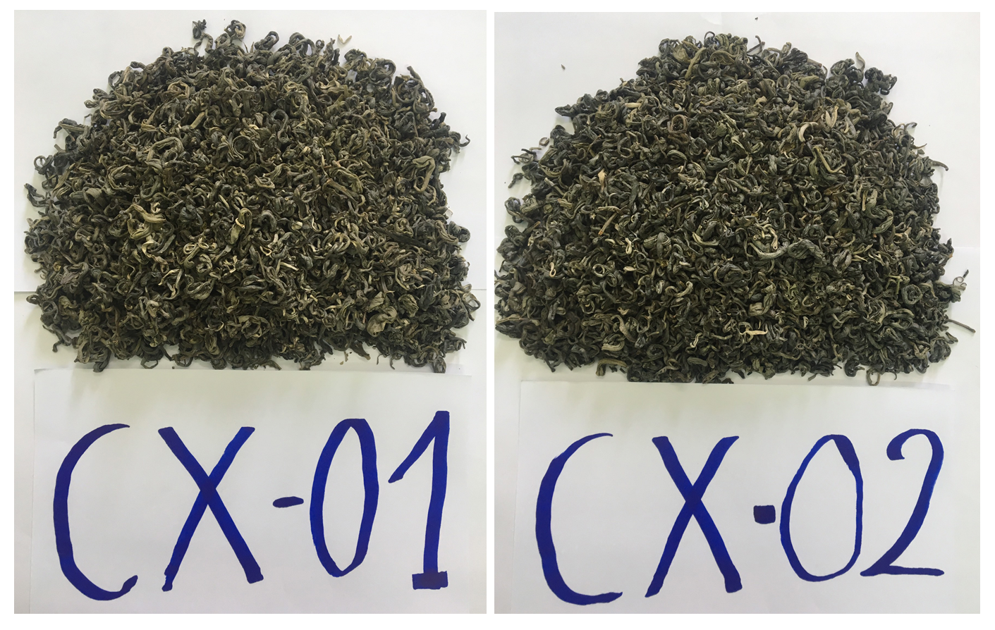 Bảo hộ chỉ dẫn địa lý “Tủa Chùa” cho chè xanh Shan tuyết và chè phổ nhĩ sống Shan tuyết