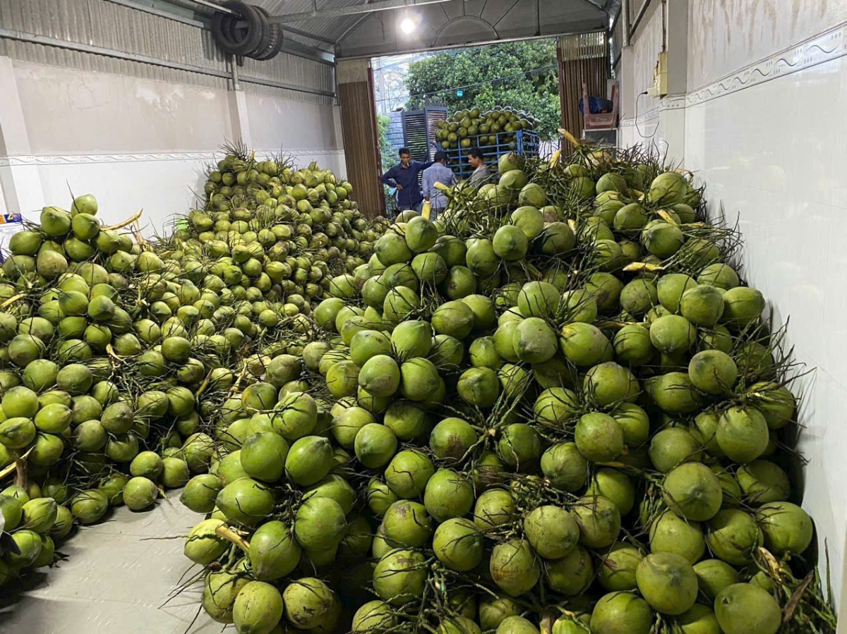 Người dân thu hoạch dừa.