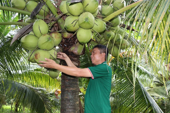 Dừa trở thành ngành kinh tế chủ lực mới của Vĩnh Long