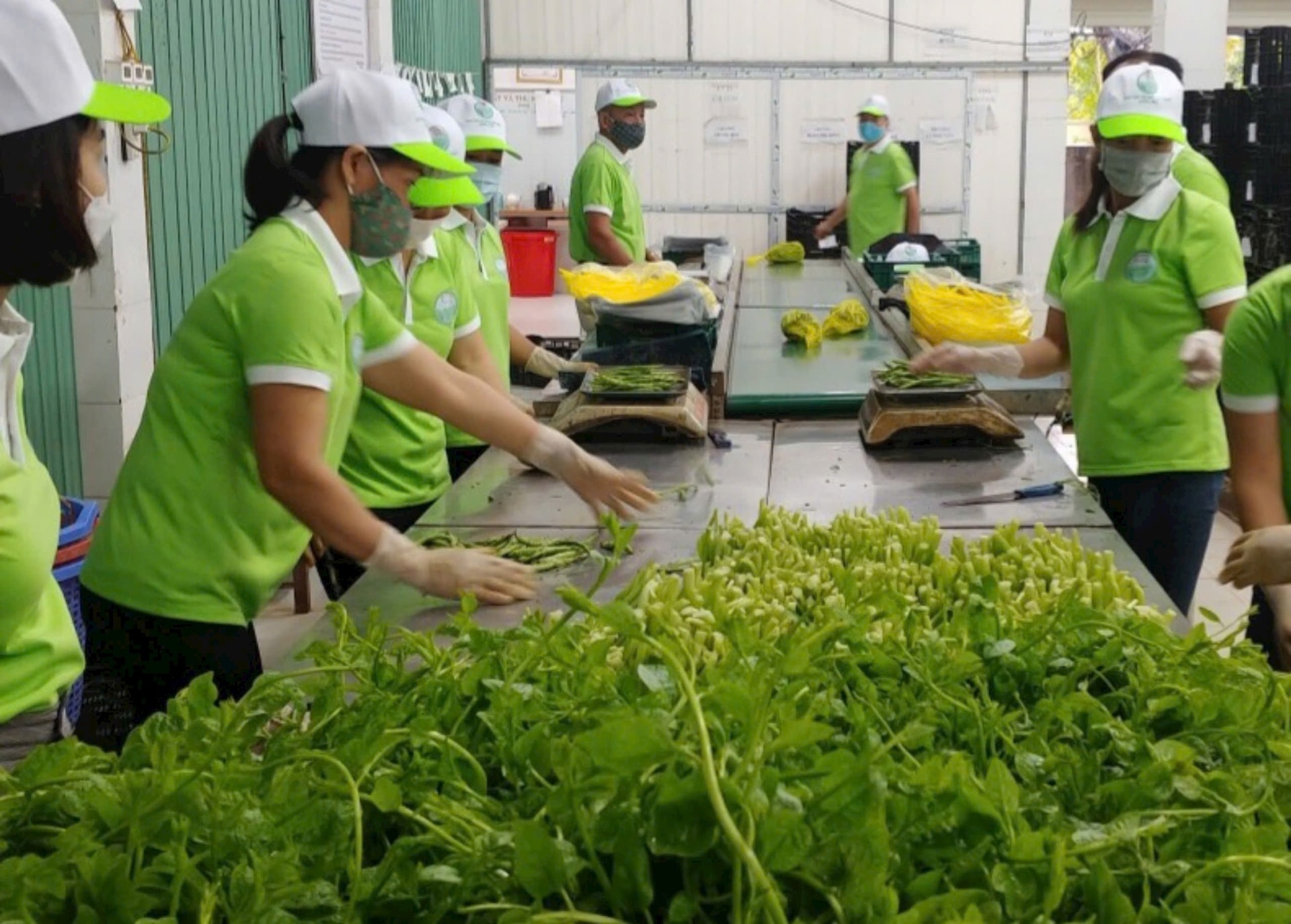 Hà Nội: Hiệu quả từ triển khai mô hình sản xuất rau an toàn