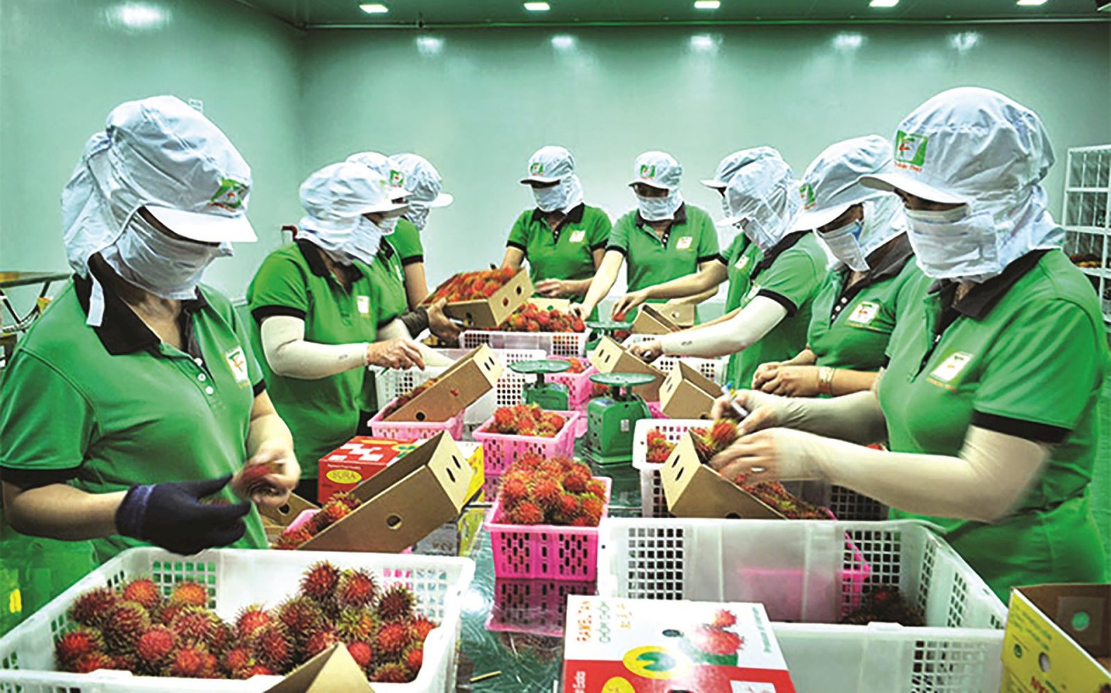 Giữ vững thị phần nông sản Việt Nam tại Trung Quốc trong bối cảnh cạnh tranh mới