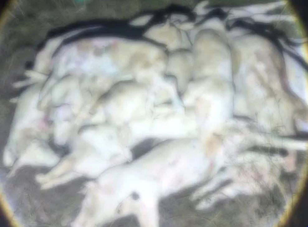 Công an Khánh Hòa phát hiện hơn 300 con heo chết và heo nghi bệnh tại cơ sở giết mổ chui