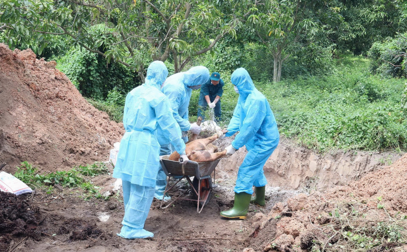 Đắk Lắk: Phát hiện hàng trăm con lợn chết tại một cơ sở giết mổ