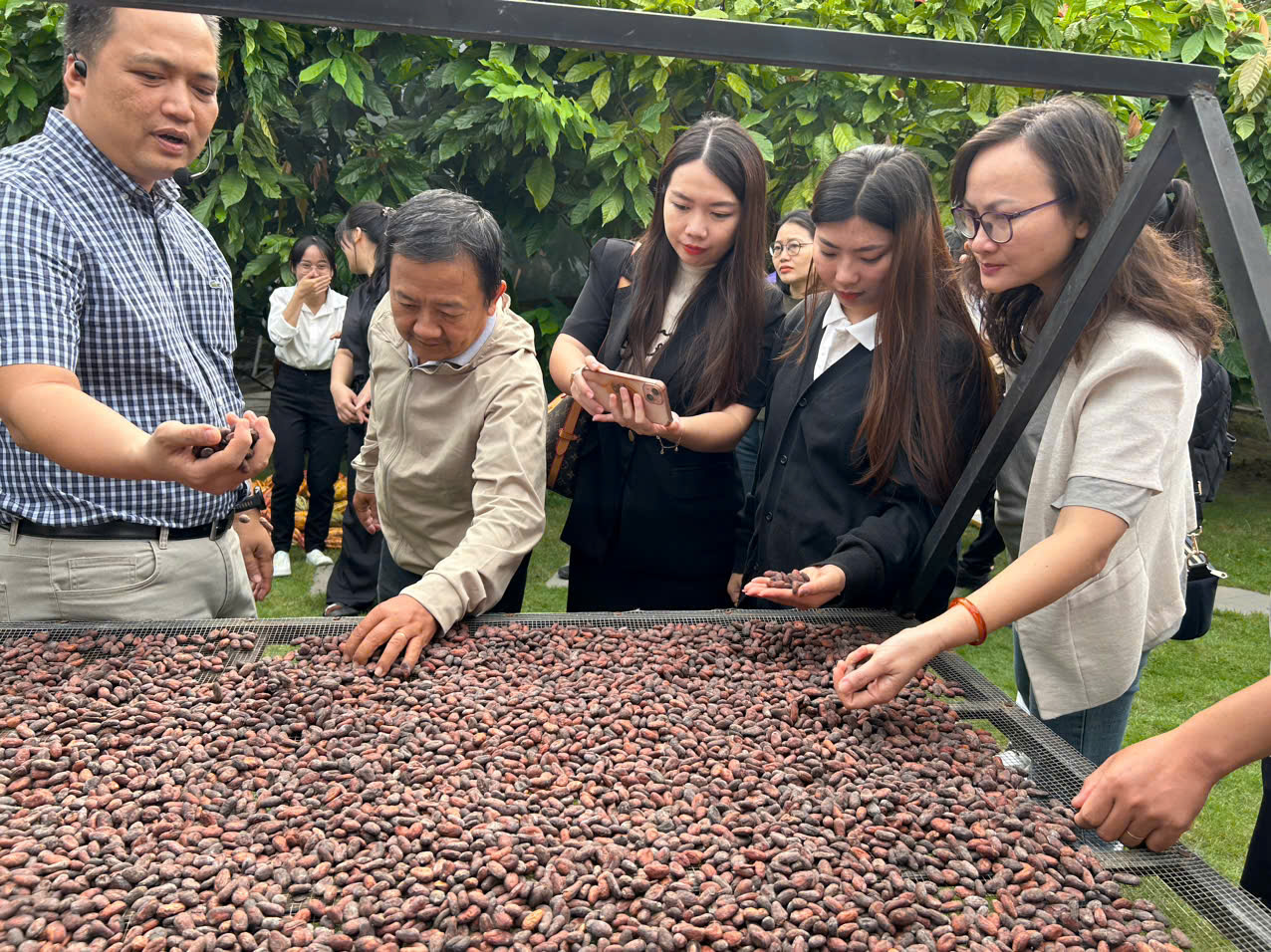 Ca cao Việt Nam: Hành trình biến hạt nhỏ thành “vàng nâu” quốc tế