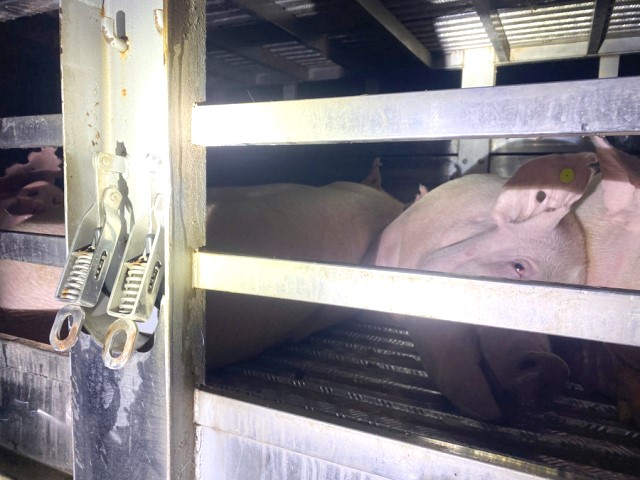 Heo có dấu hiệu yếu, mệt, lừ đừ