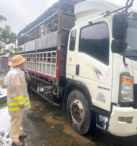 Cảnh sát giao thông Gia Lai phát hiện hai xe tải chở 72 con heo nghi nhiễm dịch bệnh