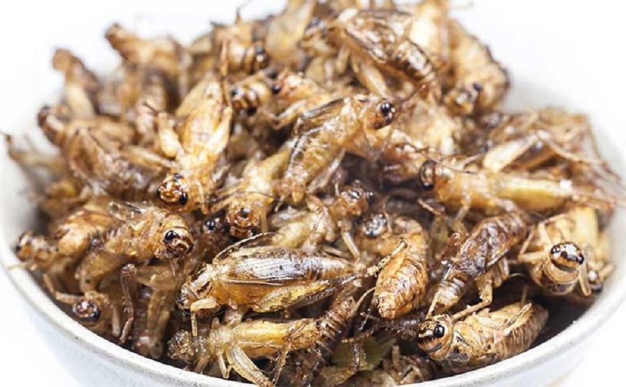 Dế cơm rang muối là món ăn rất đưa cơm của người Ê Đê